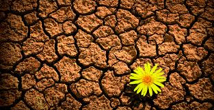 resilience flower in desert